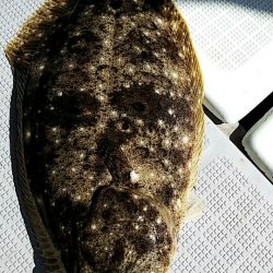 タイラバ遊漁船 ワンピース 釣果