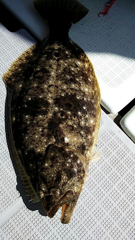 タイラバ遊漁船 ワンピース 釣果