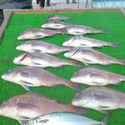 海の釣堀 海恵 釣果