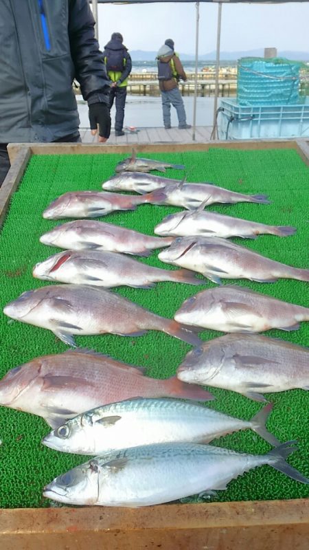 海の釣堀 海恵 釣果