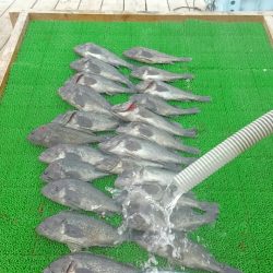 海の釣堀 海恵 釣果