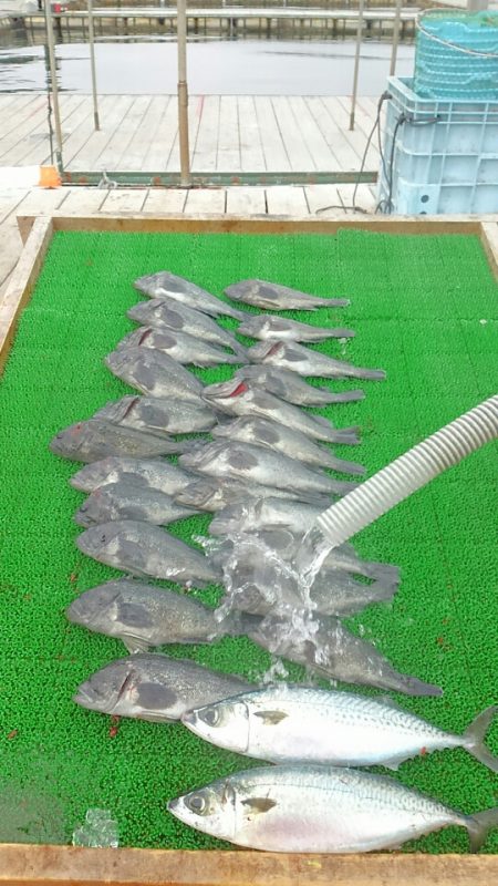 海の釣堀 海恵 釣果