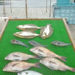 海の釣堀 海恵 釣果