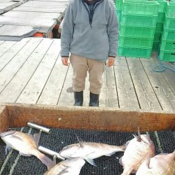 海の釣堀 海恵 釣果