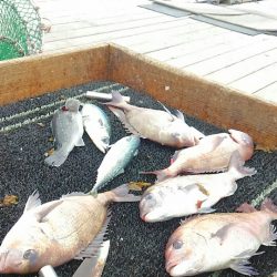 海の釣堀 海恵 釣果