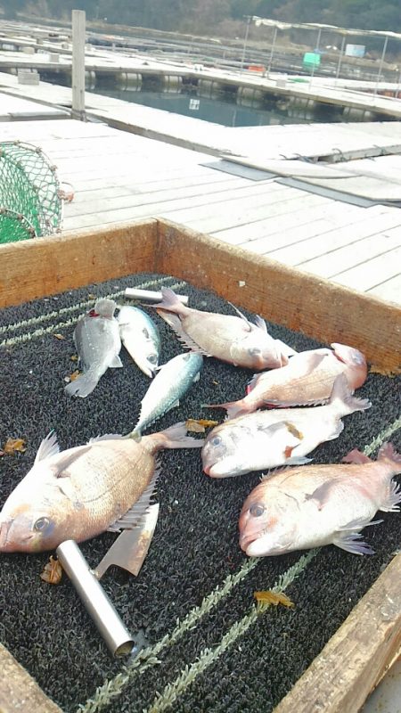 海の釣堀 海恵 釣果