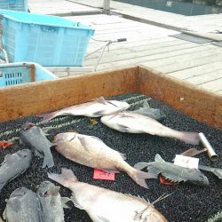 海の釣堀 海恵 釣果