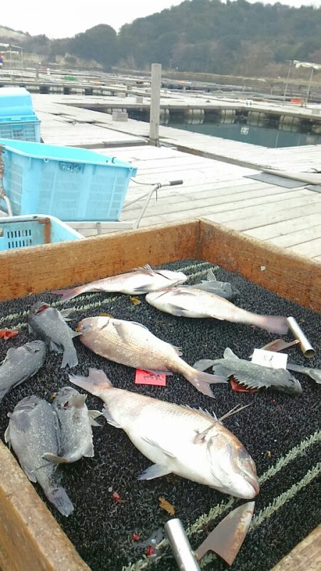 海の釣堀 海恵 釣果