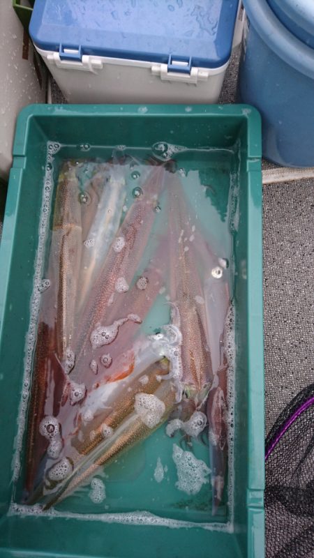 ARCADIAⅡ (アルカディアⅡ) 釣果