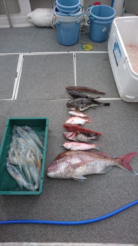 ARCADIAⅡ (アルカディアⅡ) 釣果