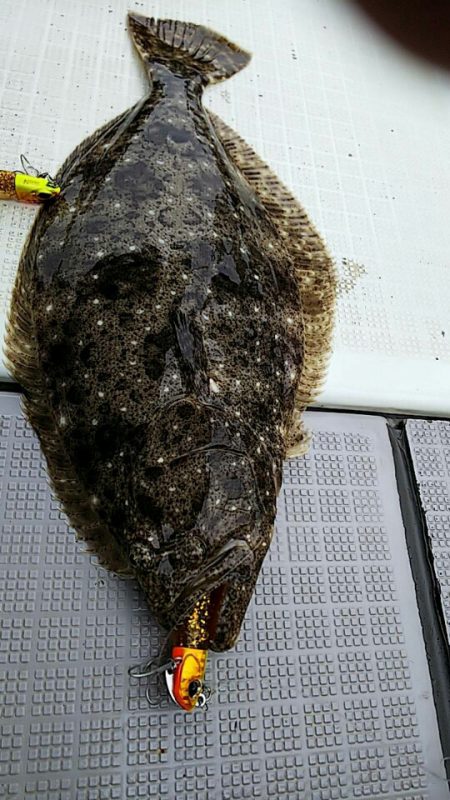 タイラバ遊漁船 ワンピース 釣果