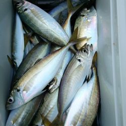 金沢八景鴨下丸 釣果