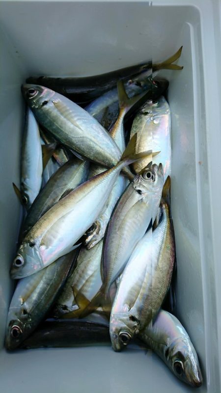 金沢八景鴨下丸 釣果