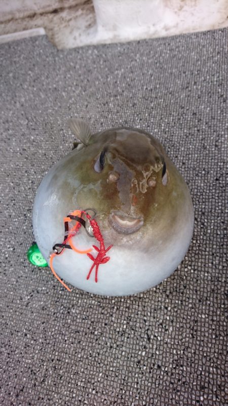 ARCADIAⅡ （アルカディアⅡ） 釣果