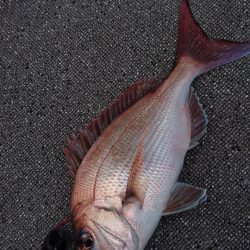 ARCADIAⅡ （アルカディアⅡ） 釣果