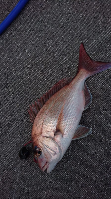 ARCADIAⅡ （アルカディアⅡ） 釣果