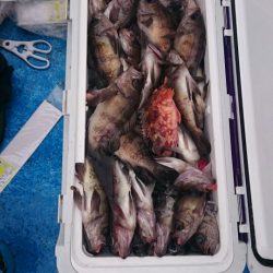 海龍丸（石川） 釣果