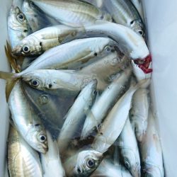 金沢八景鴨下丸 釣果