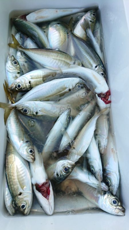 金沢八景鴨下丸 釣果