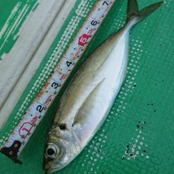 金沢八景鴨下丸 釣果