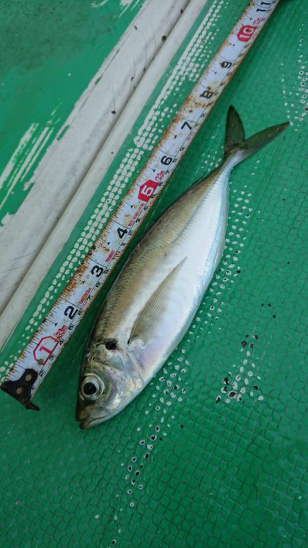 金沢八景鴨下丸 釣果