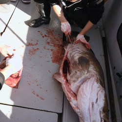 ブルースフィッシングサービス 釣果