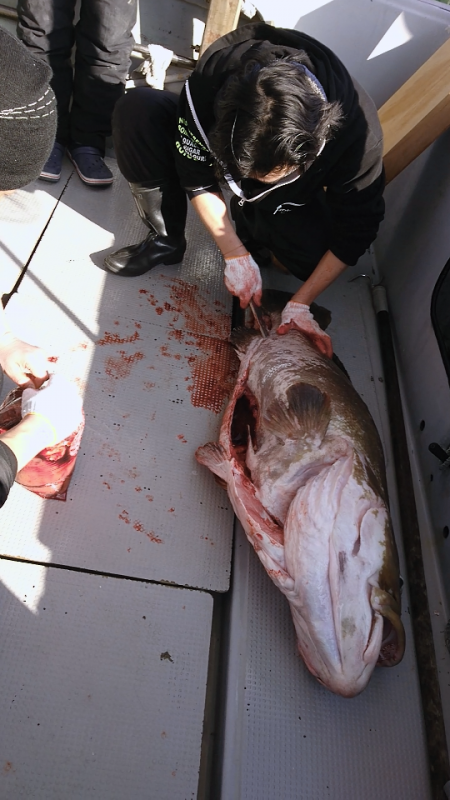 ブルースフィッシングサービス 釣果