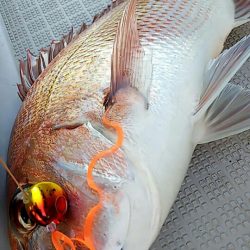 タイラバ遊漁船 ワンピース 釣果