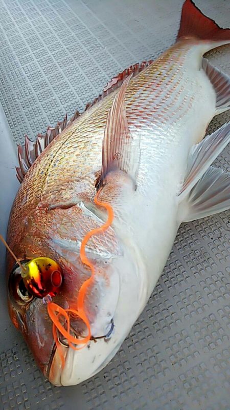 タイラバ遊漁船 ワンピース 釣果