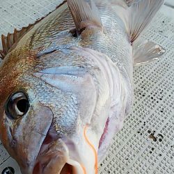 タイラバ遊漁船 ワンピース 釣果