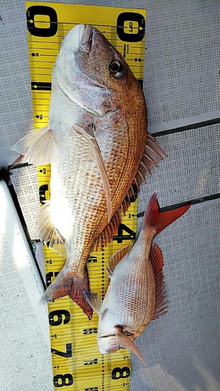 タイラバ遊漁船 ワンピース 釣果