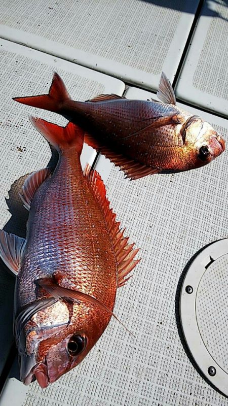 タイラバ遊漁船 ワンピース 釣果