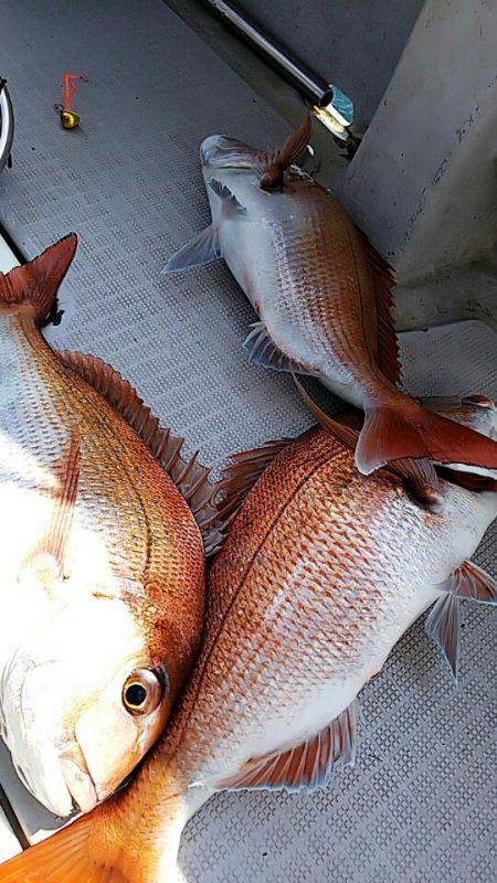 タイラバ遊漁船 ワンピース 釣果