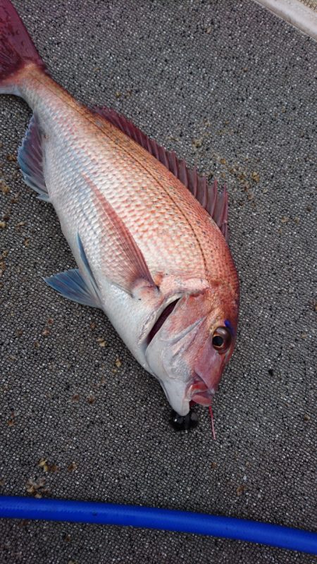 ARCADIAⅡ （アルカディアⅡ） 釣果