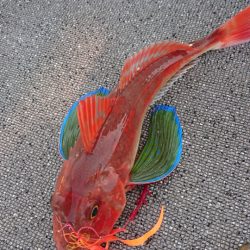 ARCADIAⅡ （アルカディアⅡ） 釣果