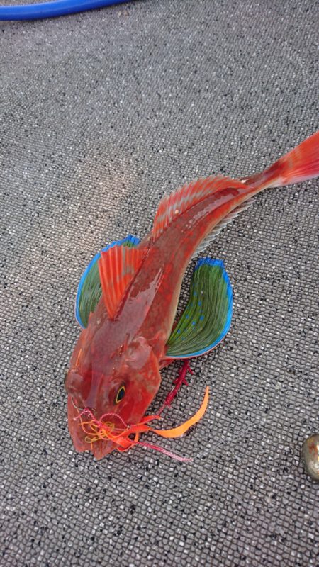 ARCADIAⅡ （アルカディアⅡ） 釣果