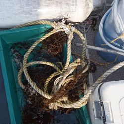 ARCADIAⅡ （アルカディアⅡ） 釣果