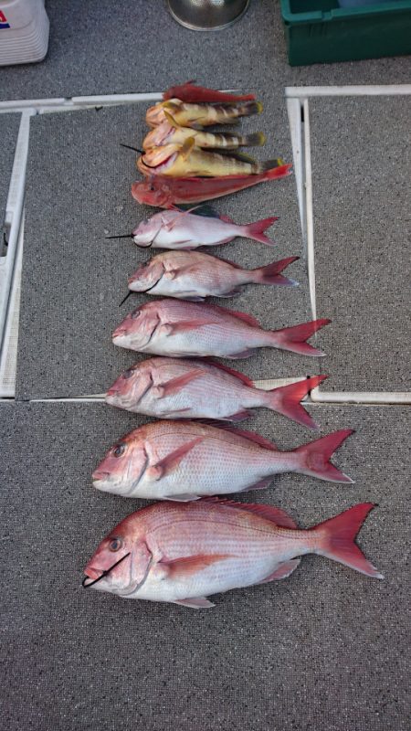 ARCADIAⅡ （アルカディアⅡ） 釣果