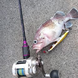 ARCADIAⅡ (アルカディアⅡ) 釣果