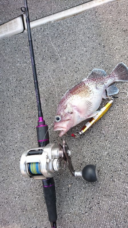 ARCADIAⅡ (アルカディアⅡ) 釣果