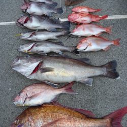 ARCADIAⅡ (アルカディアⅡ) 釣果