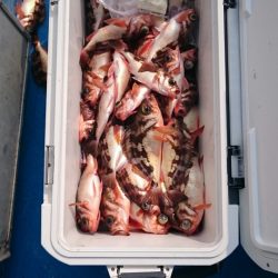 海龍丸（石川） 釣果