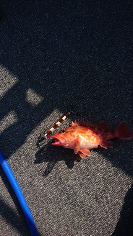 ARCADIAⅡ (アルカディアⅡ) 釣果