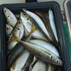 金沢八景鴨下丸 釣果