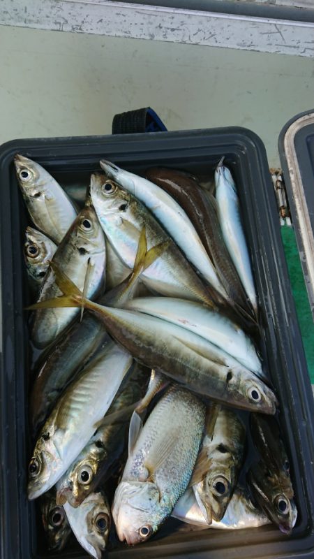 金沢八景鴨下丸 釣果