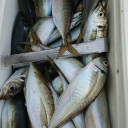 金沢八景鴨下丸 釣果