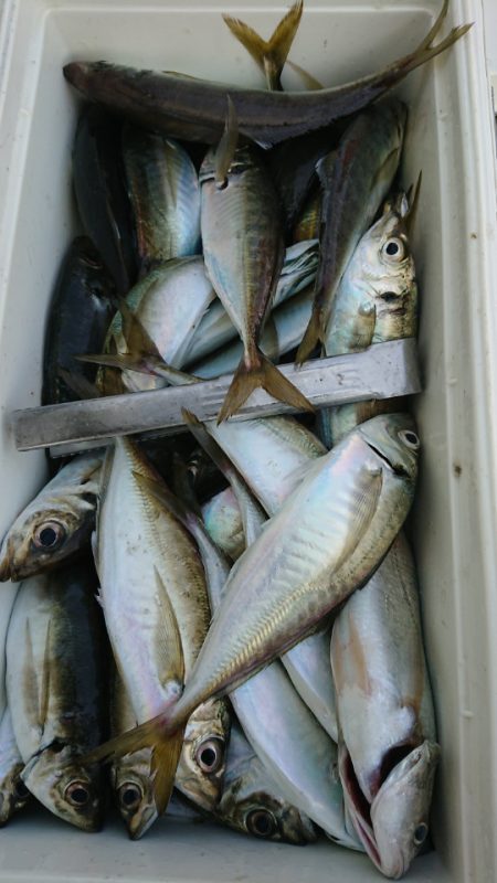 金沢八景鴨下丸 釣果