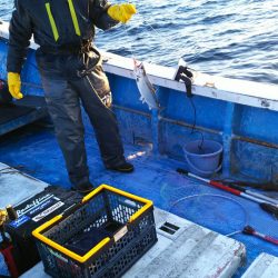 芳陽丸 釣果