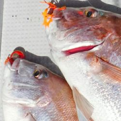 ブルースフィッシングサービス 釣果