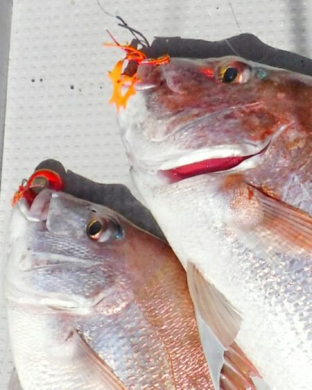 ブルースフィッシングサービス 釣果